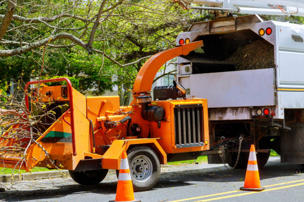 Best Emergency Tree Service  in Rochelle, IL